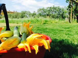 Organic Holidays - Azienda Agricola Biologica Nico, Localita Gello di Sopra 119, 55041 Orbicciano Camaiore [LU]. 