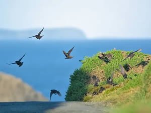Organic Holidays - Stones Cottages, Llandruidion Farm, Pencaer. SA64 0JQ
