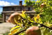 Organic Holidays - Agriturismo La Corte Del Lupo, Localita Pertana 43, 06025 Nocera Umbra [PG]. 